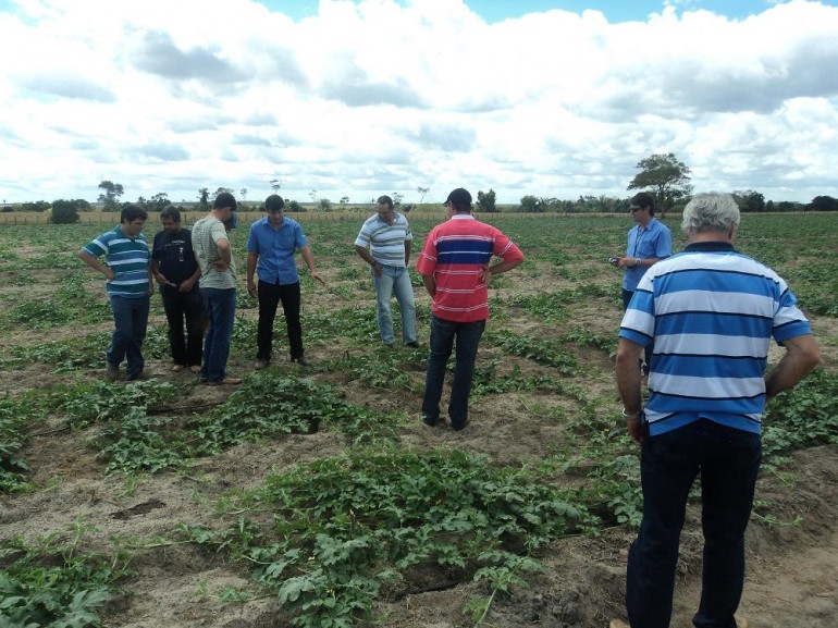 Produtores Rurais visitam plantação de melancia no estado da Bahia.
