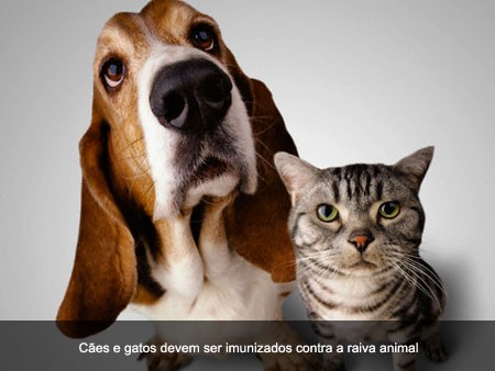 Vigilância Sanitária alerta para datas da Campanha de vacinação anti-rábica canina e felina – 2012. 