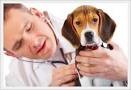 Homologado o Processo Seletivo Simplificado para a contratação de médico veterinário